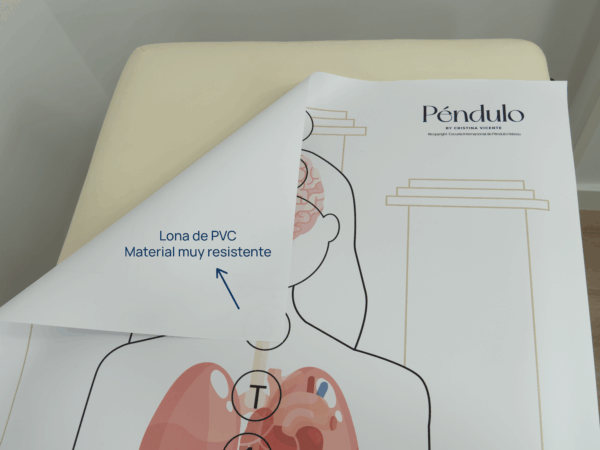 Silueta con órganos - Mujer - Tamaño real: 160x65cm