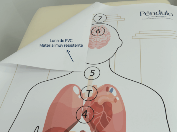 Silueta con órganos - Hombre - Tamaño real: 160x65cm