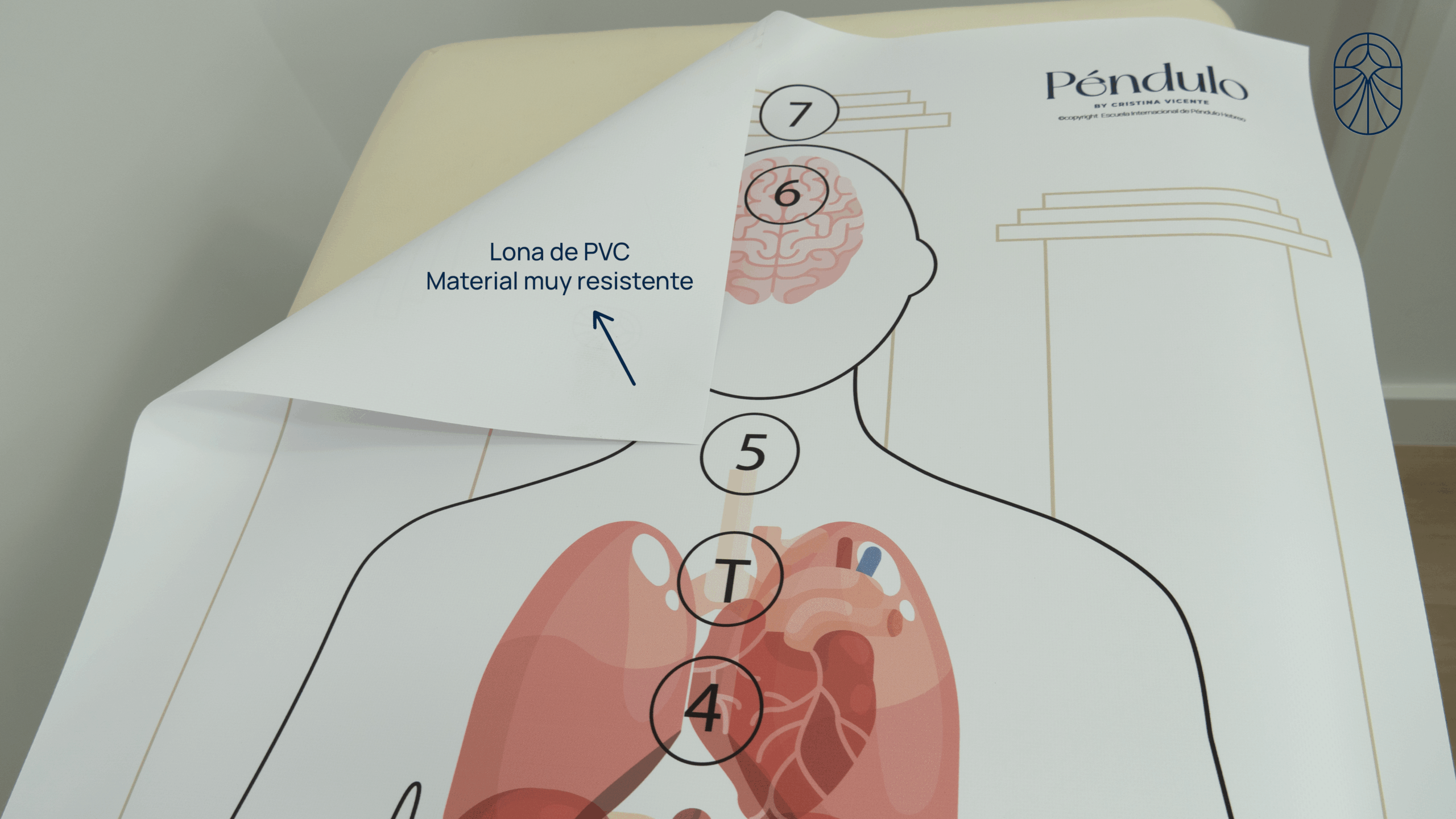 Silueta con órganos - Hombre - Tamaño real: 160x65cm