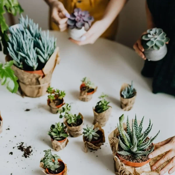 fondo botica de las plantas