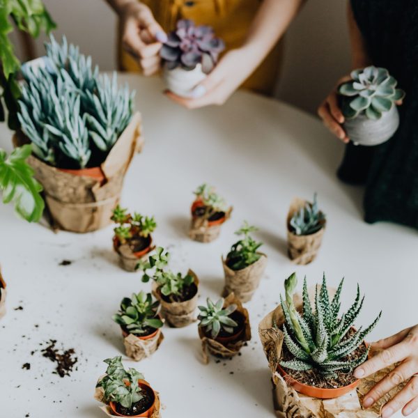 kaboompics_replanting-house-plants-13081